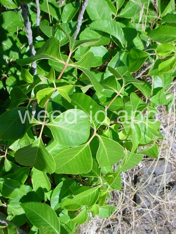 poison-ivy, Rydberg's